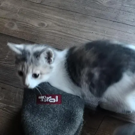 Wieserhof Tirol شقة *