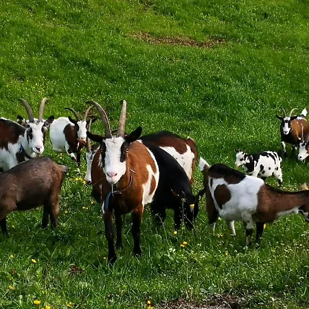 Апартаменты Wieserhof Tirol *