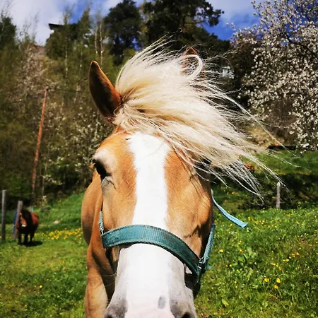 Wieserhof Tirol דירה