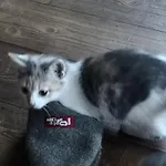 Wieserhof Tirol Apartman *