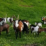 Apartamento Wieserhof Tirol *